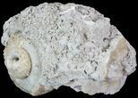Crystal Filled Fossil Whelk - Rucks Pit, FL #69067-1
